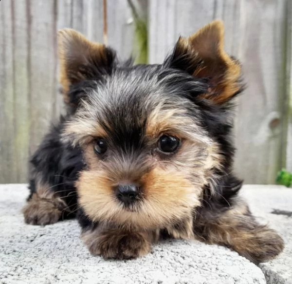 regalo adorabili cuccioli yorkshire   femminucce e maschietti