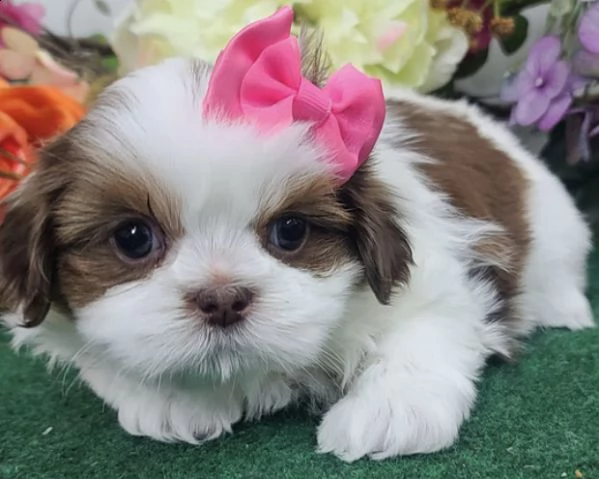 regalo bellissimi cuccioli allevati shih-tzu, colore bianco e nero.