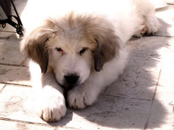 cuccioli di cane da montagna dei pirenei | Foto 0