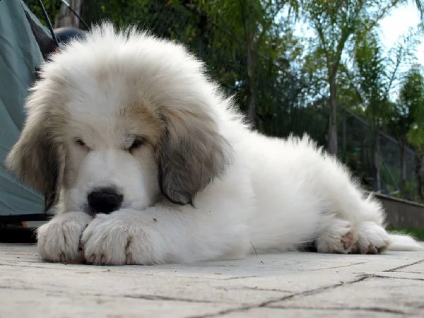 cuccioli di cane da montagna dei pirenei