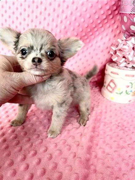 excellenti cucciolata di chihuahua toy