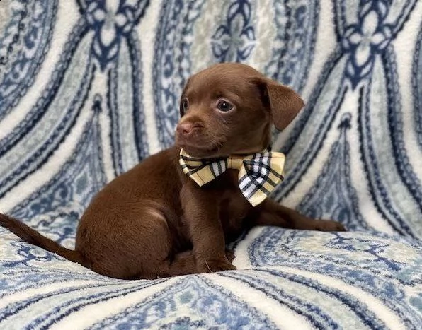 excellenti cucciolata di chihuahua toy | Foto 1