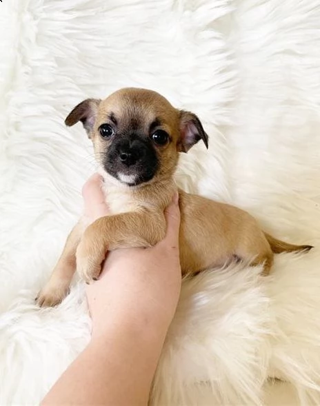 excellenti cucciolata di chihuahua toy | Foto 0