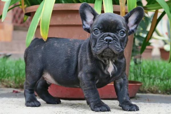 bellissimo bulldog francese,