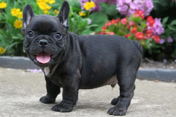 bellissimo bulldog francese, | Foto 0