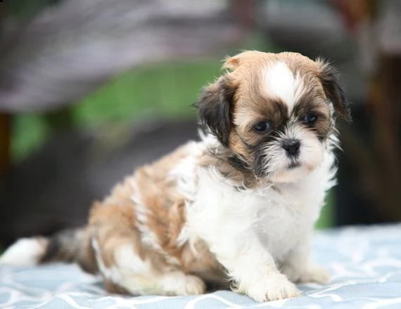 bellissimi cuccioli imperiali di shih tzu per l'adozione