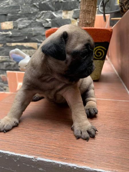cuccioli carlini dì tre mesi | Foto 0