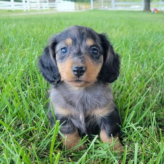 cuccioli di bassotto sani e ben addestrati per l'adozione gratuita