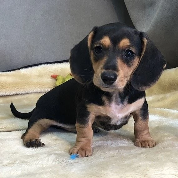 cuccioli di bassotto sani e ben addestrati per l'adozione gratuita | Foto 0