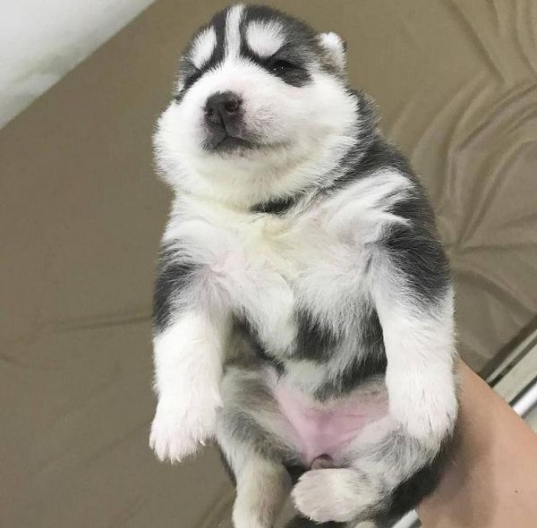 bellissimi cuccioli di husky siberiano. | Foto 0