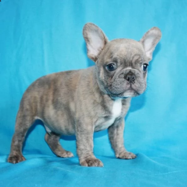 cuccioli di bulldog francese ben addestrati
