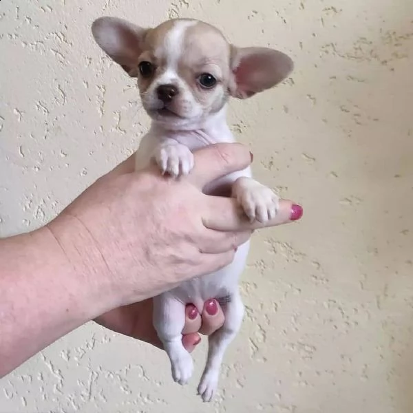 cuccioli di chihuahua maschio e femmina in adozione | Foto 0