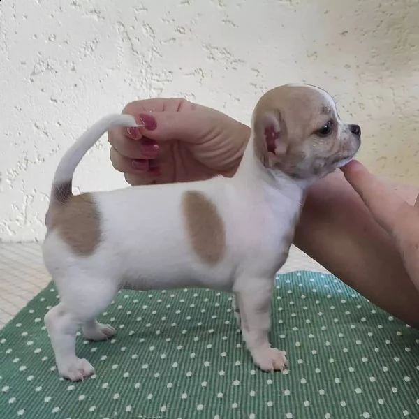 cuccioli di chihuahua maschio e femmina in adozione