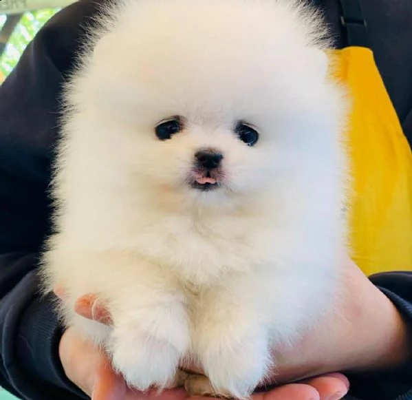cuccioli di spitz pomerania taglia mini