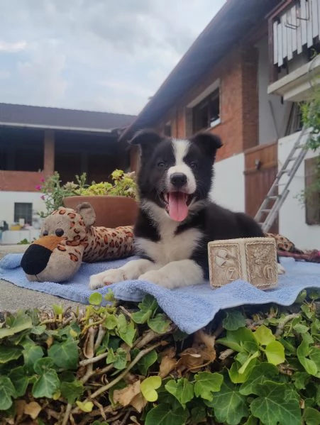 Border Collie cuccioli 