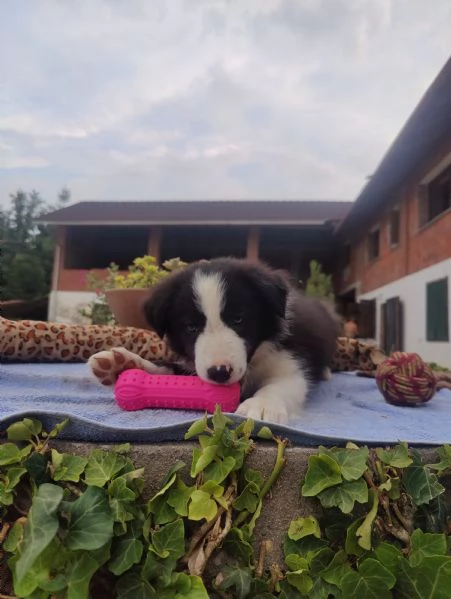 Border Collie cuccioli  | Foto 0
