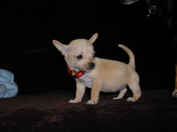 cucciolo chihuahua masch e femmine