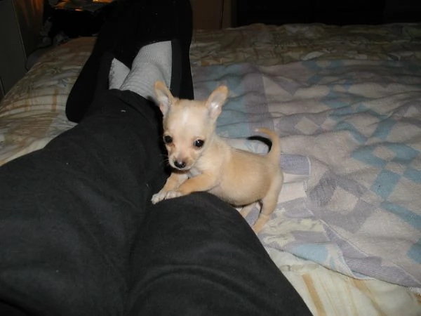 cucciolo chihuahua masch e femmine | Foto 0