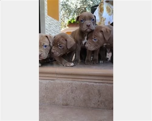 cuccioli di american pitbull terrier (rednose)  | Foto 1