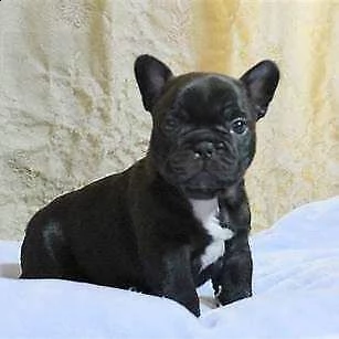 cucciolata di bull dog francese 