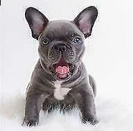  cuccioli di bulldog francese  m/f