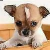 cucciolata di pincher chihuahua 