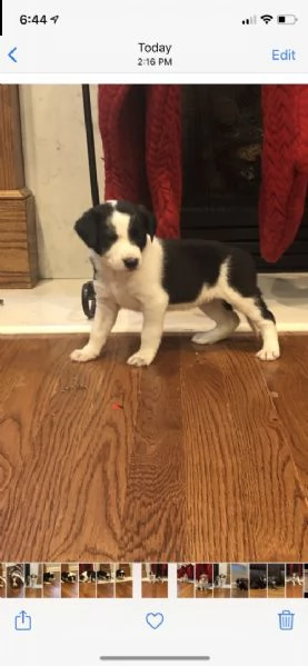 adorabili cuccioli di border collie femminucce e maschietti disponibili .