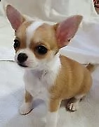 cuccioletto di pincher chihuahua mini toy 