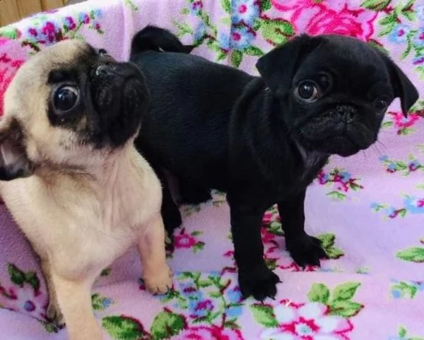 regalo cuccioli di carlino maschio e femmina per l'adozione