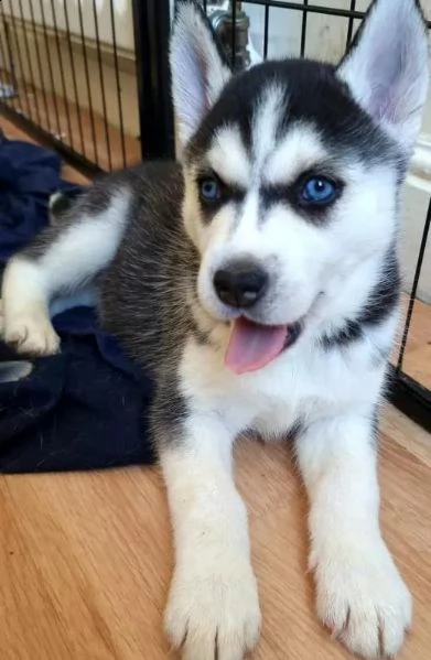 regalo cuccioli siberian husky  maschio e femmina . abbiamo disponibili cuccioli di siberian husky m