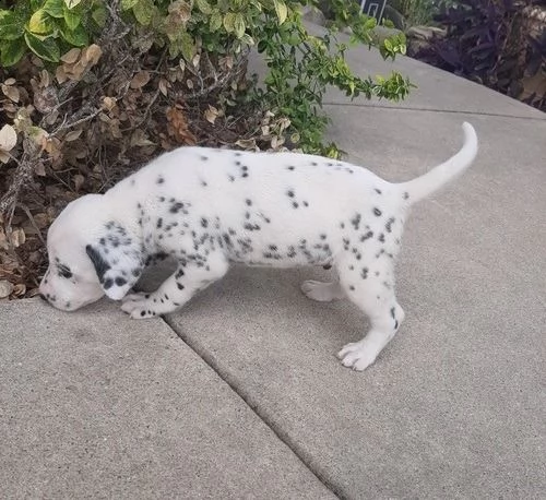 cuccioli dalmata per l'adozione