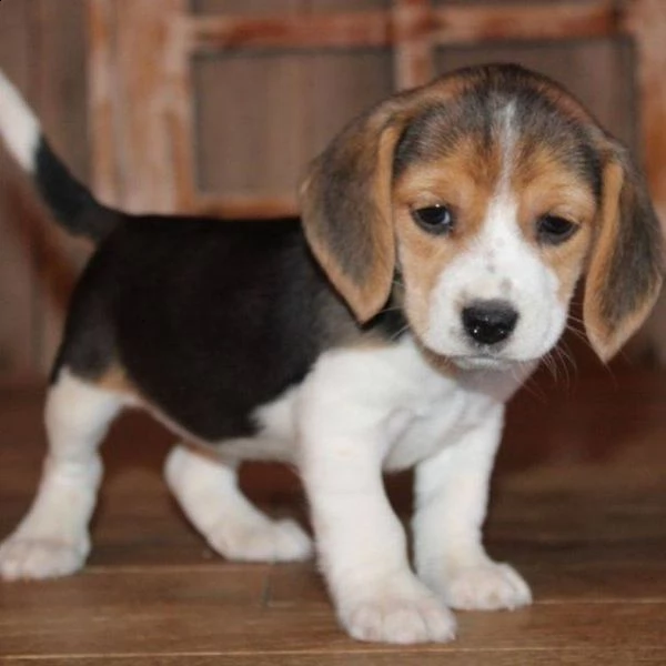 bellissimi cuccioli di beagle in adozione