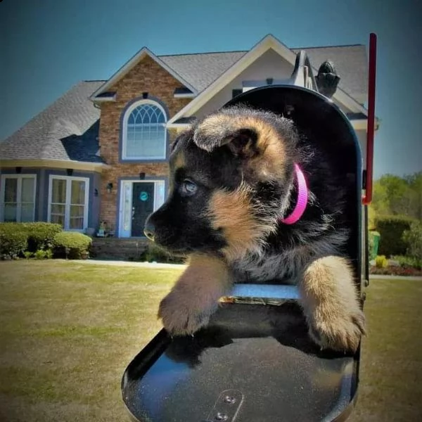 cuccioli di pastore tedesco in adozione