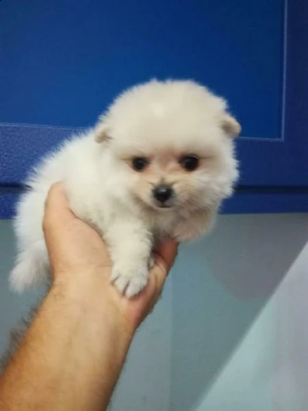 originali e dolcissimi cuccioli di pomerania