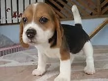 meticolosi cucciolotti di beagle, di 90 giorni
