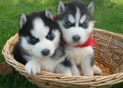 husky siberiano in vendita