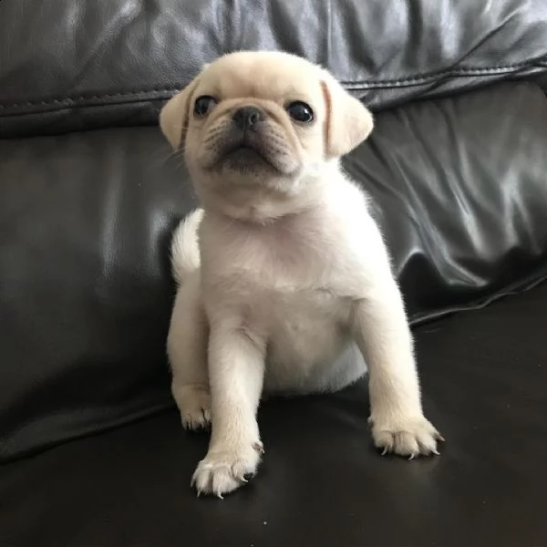 vendo cuccioli di carlino | Foto 1