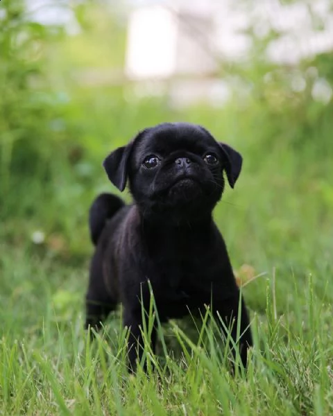 vendo cuccioli di carlino | Foto 0
