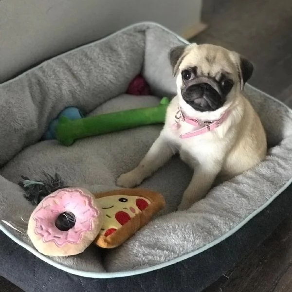 vendo cuccioli di carlino