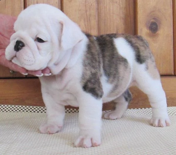 vendo cuccioli di bulldog inglese sani | Foto 1