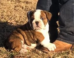 vendo cuccioli di bulldog inglese sani | Foto 0