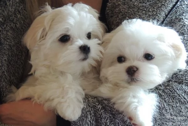 cuccioli maltesi