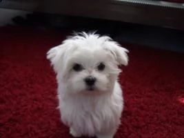 bellissimi cuccioli maltesi in vendita