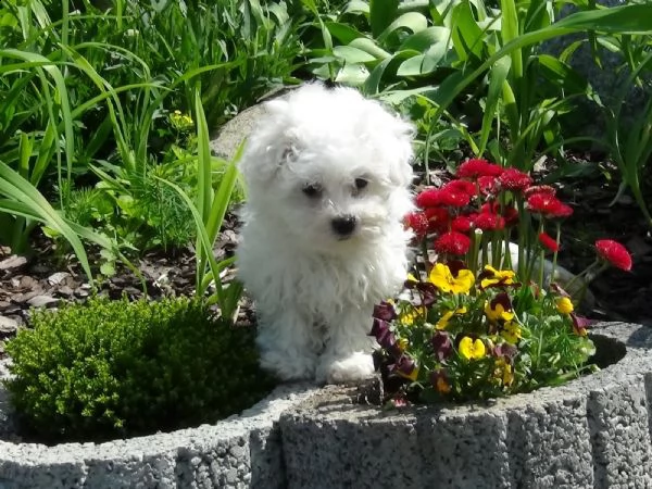 i cuccioli maltesi sono pronti ora