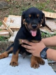 regalo rottweiler 