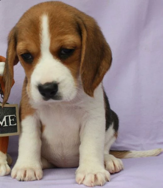 cuccioletto di beagle buonissimi inteligentissimi 