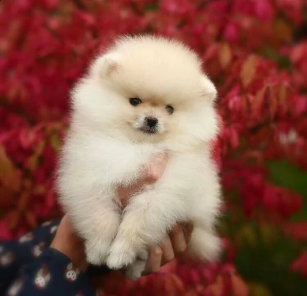 cuccioli di spitz di pomerania nano