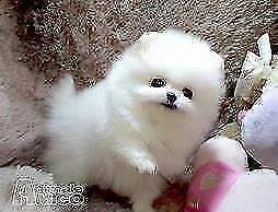 volpino spitz pomerania bianco 