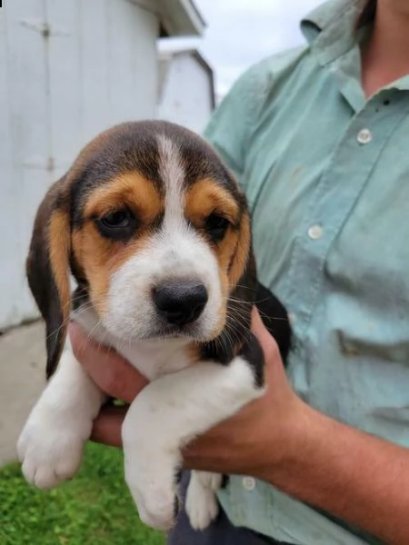 cucciolotti di beagle queen, di 90 giorni