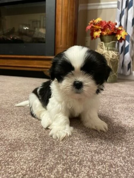 shitzu shih tzu cucciola con pedigree 